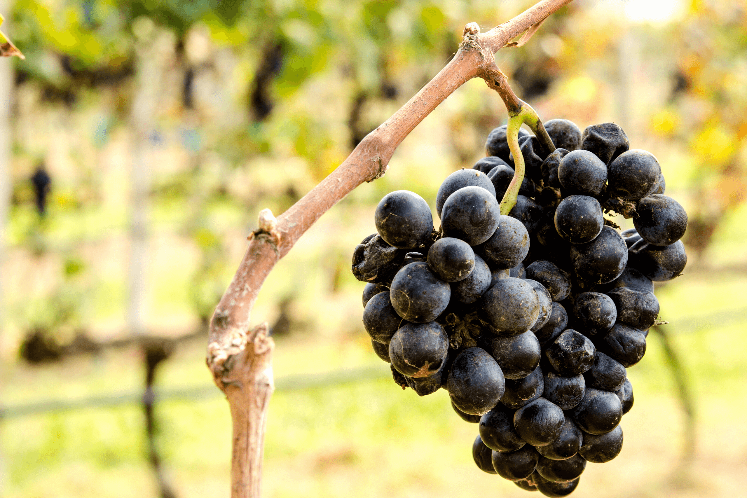 grappolo d'uva maturo appeso